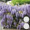 Bloomique - Set di 2 - Wisteria sinensis 'Prolific' - Glicine rampicante - Blu - Rampicante - Pianta da giardino - Resistente al freddo - Alta 50-70 cm - Vaso da 15 cm