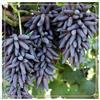 VJIDOSO Rizomi d'uva,resistenti,uva a tavoletta,acquista viti,rare,Decorazioni da giardino,Gratis e fragrante,Rizomi d'uva coltivazione,Piantare la vite.-1knolle-H