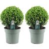Generic Agrifoglio - Ilex crenata 'Jenny' - Ø 25 cm - 2 pezzi