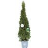Vannucci Piante - Thuja occidentalis Smaragd, Tuia, Pianta vera in vaso, Conifera, Pianta da terrazzo