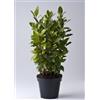 Vivaio di Castelletto Alloro Laurus nobilis pianta aromatica sempreverde a cespuglio da siepe fitta in vaso Ø14 h. 30/40 cm Vivaio di Castelletto