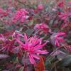 AMDGarden Pianta LOROPETALUM CHINENSE FIRE DANCE cespuglio di fuoco VASO 18CM