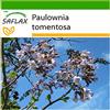 SAFLAX - Albero della principessa - 200 semi - Con substrato - Paulownia tomentosa