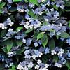 Generic Ortensia 'Bluebird' 25-30 cm Vaso - Hydrangea serrata 'Bluebird' - Fioritura blu