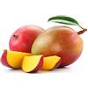 Generico Vivaio Garden forest - Mango Glenn (Mangifera indica) - Pianta da Frutto Innestata H 140 cm, Varietà Dolce Senza Fibre, Maturazione ad Agosto