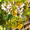 Generic Semi di pomelo, Citrus Maxima, semi biologici resistenti per balconi giardino di da nani 200pcs