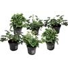 Plant in a Box - Pelargonium - Set da 6 pezzi - 3 diversi tipi - Anti-zanzara - Vaso da fiori 10,5 cm - Altezza 15-25 cm