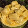 Generic semi di jackfruit, serre da balcone fresca regali per gli amanti del giardino colonnare da esterno resistenti semi 5pcs
