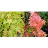 Vivaio di Castelletto Acero rosso giapponese Acero palmatum Corallinum pianta in vaso ø17 H 70/80 cm Vivaio di Castelletto