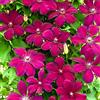 GardenersDream Clematide 'Rouge Cardinal': pianta rampicante decidua resistente, ideale per giardini e arbusti. Vaso da 9 cm.