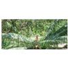 Seeds & Plants Shop by Ipsa Pezzi - 2x Cycas Petraea Loei-Sago Palma - Palme Giardino Piante - Seme ID1679 - Seeds & Plants Shop by Ipsa