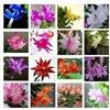 Generic Nave libera Zygocactus truncatus, semi di Schlumbergera, plante en vase interne, plante verte - semi di semi di 40 semi