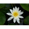 NATURAVIVA BASSANO NINFEA RUSTICA RESISTENTE BIANCA (MARLIACEA ALBIDA)