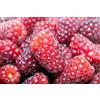 Generico Vivaio Garden Forest Pianta di Loganberry H 110 cm