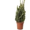 KENTIS - Euonymus Japonicus Benkomasaki - Evonimo Giapponese - Piante da Esterno da Siepe - Pianta Vera Resistente - H 100-125 cm Vaso Ø 30 cm
