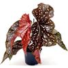 POWERS TO FLOWERS - BEGONIA MACULATA BLACK FOREST, vaso 12cm diametro, pianta vera