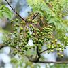 Generic Piantato Lungo La Strada Con Un Forte Aroma Ha Un Alto Valore Ornamentale Importanti Alberi Da Giardino Semi Di Albero Di Neem 10 Pezzi Freschi Rari Naturali Semi Di Neem