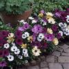 Generic Osteospermum Bianco & Viola Mix ~ [Margherita africana] 20 + Semestrale