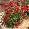 Generic semi di papavero perenni, balcone da giardino roccioso resistenti di amici selvatici farfalle to vecchie varietà 100pcs