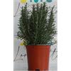 PERAGA GARDEN 1 PIANTA DI ROSMARINO IN VASO 18CM aromatiche orto giardino