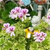 Generic Pelargonium graveolens - geranio limone, giardino roccioso giardino sul balcone interno balcone varietà antiche biologiche tappezzante 100semi