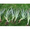 Generic Aloe Vera Barbadensis Miller Pianta 30-50 cm