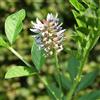 le Georgiche Vivai le Georgiche - Pianta vera di Glycyrrhiza glabra - vaso Ø 16 cm