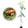 Generico Vivaio Garden Forest Sorbo Domestico, Albero da frutto della famiglia delle Rosacee sorbole, Pianta da frutto, Pianta longeva, Resistente, Pianta vera, Giardinaggio, Frutto dolce, Diabetici