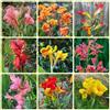 Generic Cipolle di canna resistenti, Piantare bulbi da fiore in giardino Lampadine di canna indica, Piante da balcone fiori decorativi tubero pianta di canna piantare fiori da giardino 12pcs