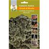 Generic Portal Cool Nails micelio (1 sacco da 20 pezzi) Fungo Grifola Frondosa - Benutzerdefinierte