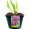 POWERS TO FLOWERS - IRIS GERMANICA ROSSO MISS APPLE, VASO 14CM DIAMETRO, pianta vera