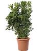 KENTIS - Pittosporum Tobira - Pittosporo - Piante da Siepe Vere Sempreverdi - Pianta da Esterno Giardino Balcone Perenne - H 80-100 cm Vaso Ø 24 cm