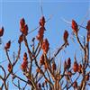 le Georgiche Vivai le Georgiche - Pianta vera di Rhus typhina Laciniata Rhus typhina 'Dissecta' Sommacco 'Laciniata' - vaso Ø 20 cm