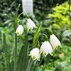 Generic acquistare le bulbi di marzo, Leucojum vernum, I bulbi da sono resistenti bulbi fresche esotiche resistenti le da giardino roccioso sono resistenti 12pcs