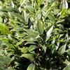 le Georgiche Vivai le Georgiche - Pianta vera di Sarcococca confusa - vaso Ø 17 cm