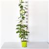 le Georgiche Vivai le Georgiche - Pianta vera di Actinidia arguta Weiki - femmina Kiwi nano, Mini kiwi, Kiwi senza pelo, Kiwiberry - vaso Ø 15 cm - altezza alla vendita 80-100 cm