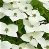 Generico AMDGarden Pianta Corniolo Giapponese Cornus Kousa Fiore Bianco h50cm Vaso 16cm per Esterni Originaria del Giappone