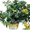 Generico Vivaio Garden Forest Lantana Sellowiana Gialla, Lantana Pianta in Vaso, Strisciante da esterno, Pianta reale, Pianta Sud America, Fiori gialli, Fiori viola, Fiori bianchi, Balcone, Vaso 14 cm