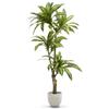 Maia Shop Dracena Slim 180 cm - Pianta Artificiale da Interno | Pianta Artificiale Alta con Foglie Realistiche per Casa Soggiorno Ingresso Ufficio - Vaso Nero Incluso
