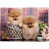 PEKNUX 1000 Pezzi Puzzle Per Adulti Pomerania Cucciolo Di Cane Fiori Puzzle Gioco Giocattolo
