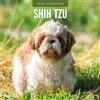 Red Robin Publishing Shih Tzu - Calendario da parete quadrato 2026 Red Robin Publishing