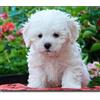fansigaodvfs 5D Diamond Painting Kit Completo Fai da Te Cane maltese Numeri Pittura Diamante kit Mosaico Strass per adulti Arte E Creazione di Arti Decorazione Murale Artigianale -40×50cm