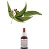 Il Regno Vegetale Olio essenziale 100% Puro EUCALIPTO 10 ml Naturale Uso Interno/Esterno