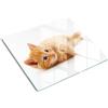 Tulup Tagliere in Vetro Temperato 60x52 cm Durevole e Igienico Resistente al Calore da Cucina Antigraffio Rettangolare Facile da Pulire con Stampe con Piedini Antiscivolo - Gatto rosso