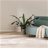 benuta Basic Tappeto salotto Furry - Beige 120x170 cm - Soffice salotto - Retro antiscivolo - Lavabile - Compatibile con riscaldamento pavimento