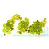 Wasserfarm Salvinia auriculata - 10 plants
