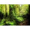 murando - Carta da parati Foresta Verde 200x140 cm Fotomurali in TNT Murale alla moda Decorazione da Muro XXL Poster Gigante Design Cameretta Carta per Pareti Foresta Alberi Natura c-B-0537-a-a
