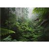 WallArena Carta Da Parati Fotografica Foresta Tropicale Giungla Bosco Nebbia - Include Colla - Moderna Design Carta per Pareti Soggiorno Camera Da Letto Sala Fotomurali In Tessuto Non Tessuto TNT (312x219 cm)