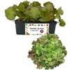 P. Piantine da Orto | Lattuga Canasta Chiara, Pianta da Orto o Balcone Pronta al Trapianto, Kit da 9 Piantine, Pianta Vera da Esterno, Vivaio Italiano