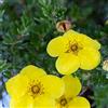 le Georgiche Vivai le Georgiche - Pianta vera di Potentilla fruticosa Kobold Cinquefoglia arbustiva 'Kobold' - vaso Ø 18 cm